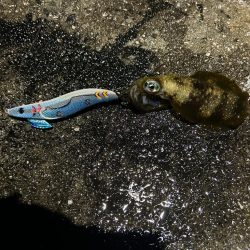 雨の中のエギング