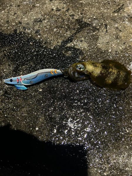 雨の中のエギング