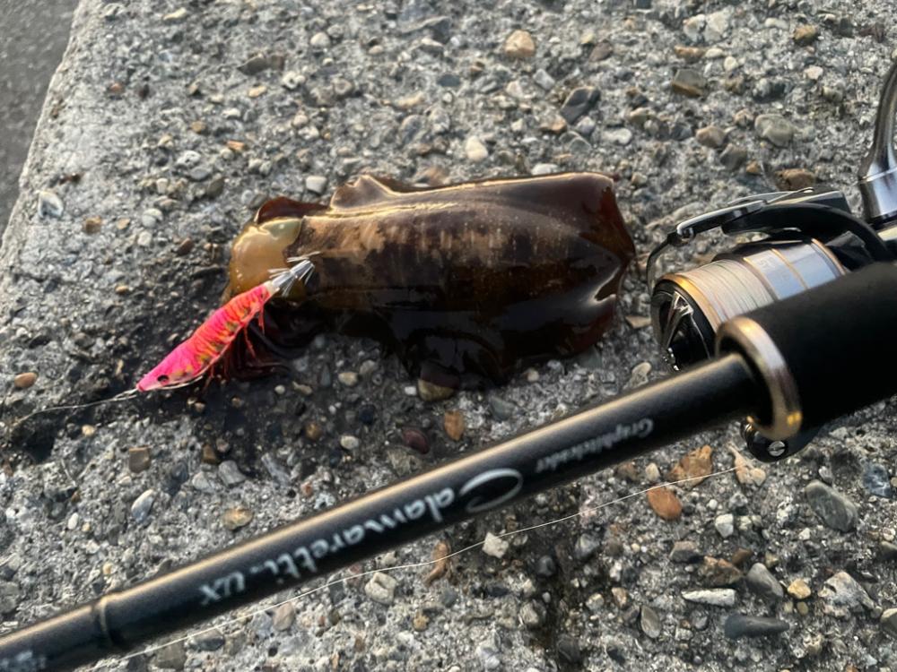 エギング、ショアジギング