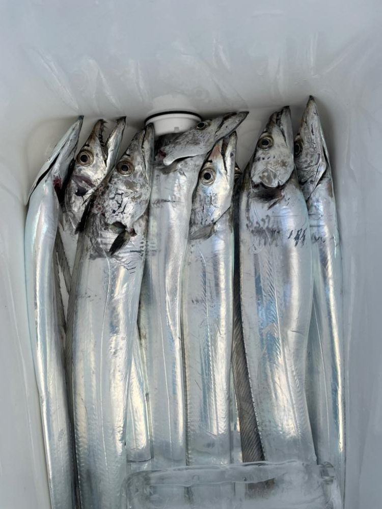 明石沖ジギング