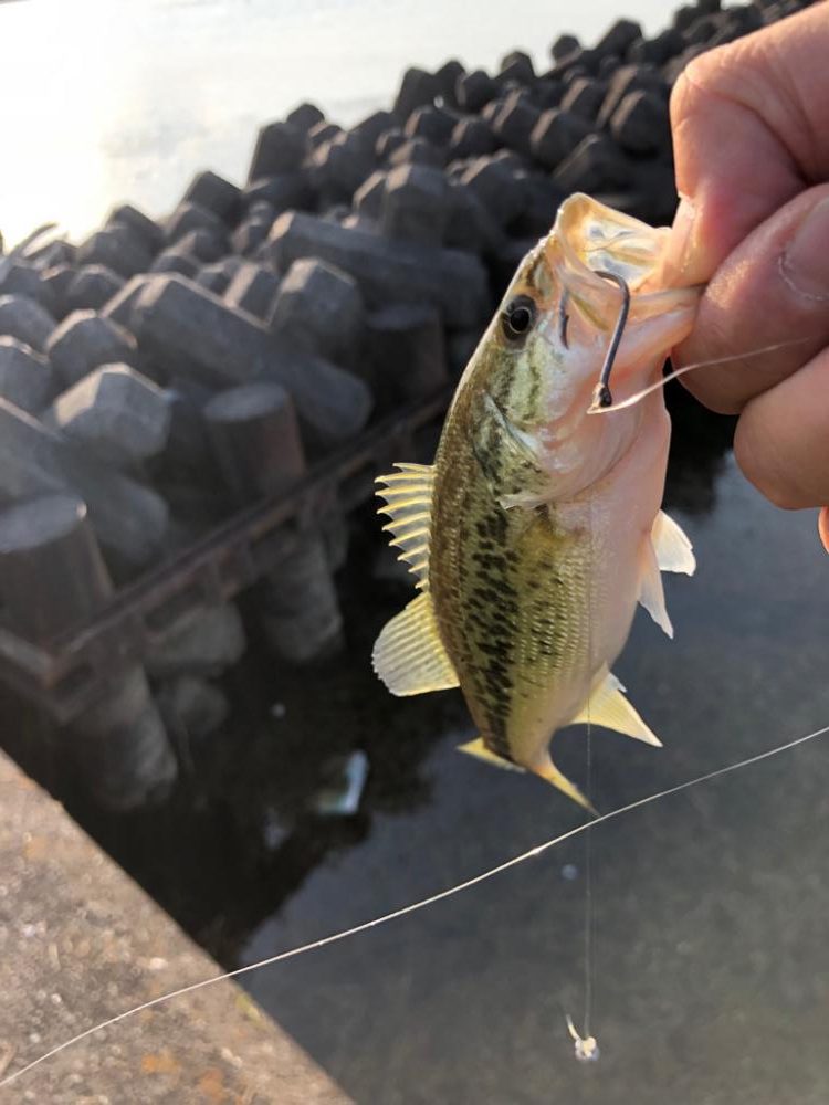 チビバスは元気