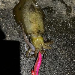 しまなみエギング大会