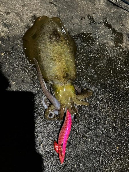 しまなみエギング大会