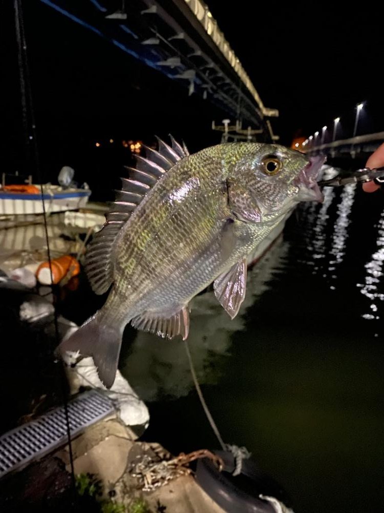 アジング…のはずが…