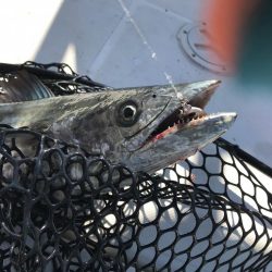 やっぱり海は玉手箱やー