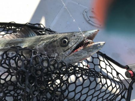 やっぱり海は玉手箱やー