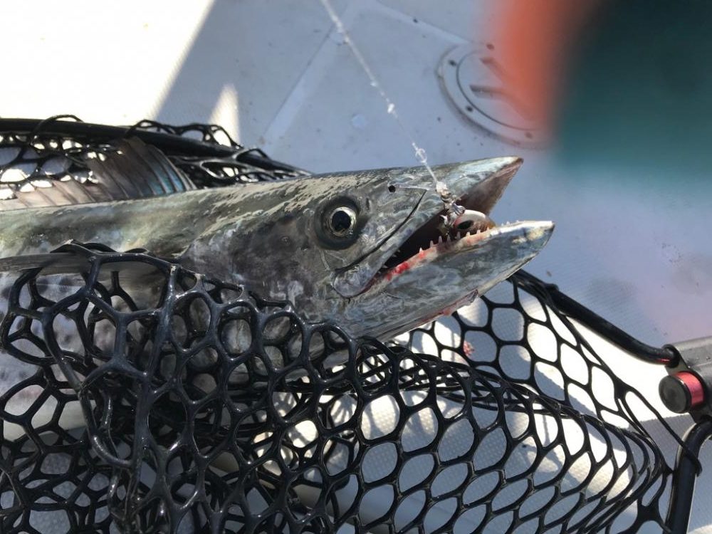 やっぱり海は玉手箱やー