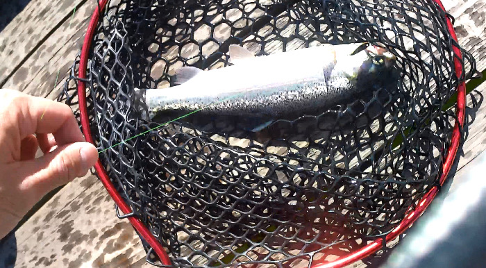 エリアトラウト開幕!!