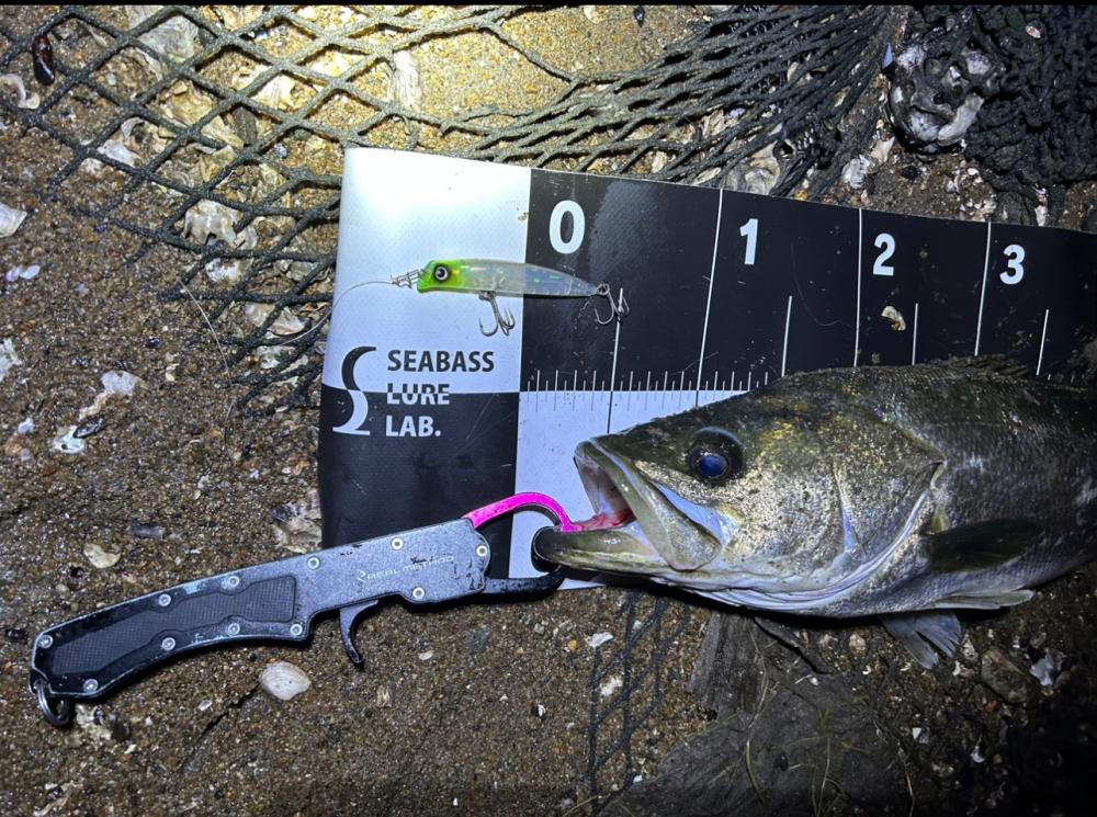 シーバスゲーム