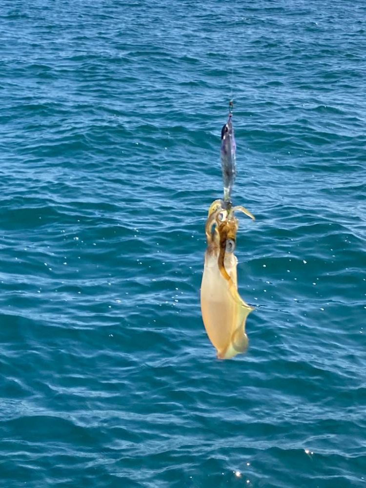 数釣りor良型？