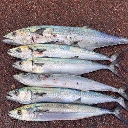 巨大ナブラ後暴風雨