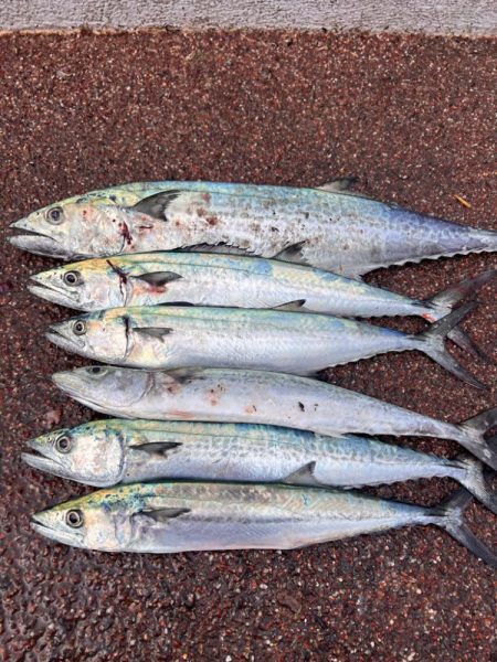 巨大ナブラ後暴風雨