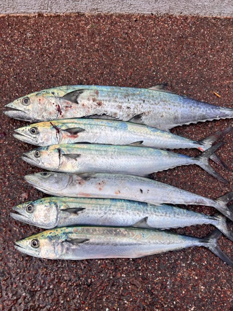 巨大ナブラ後暴風雨