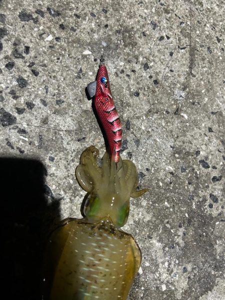 仕事終わりエギング！