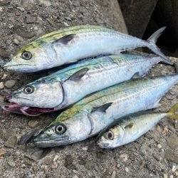 サゴシ複数安打