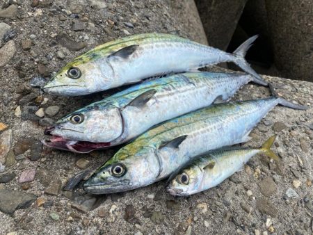 サゴシ複数安打