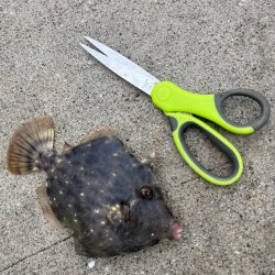 カワハギ　釣れてます