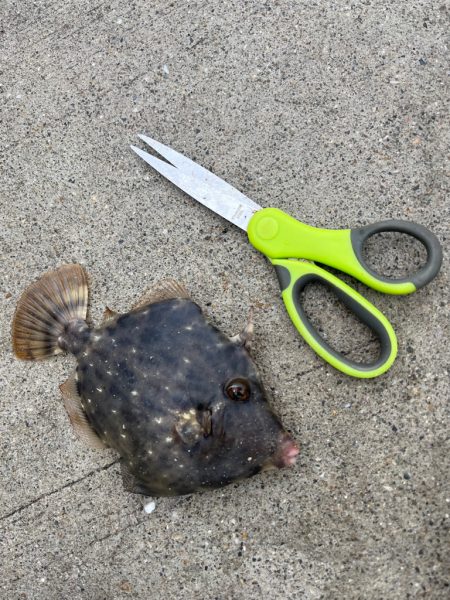 カワハギ　釣れてます