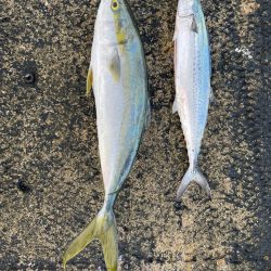 メジロ・サゴシ