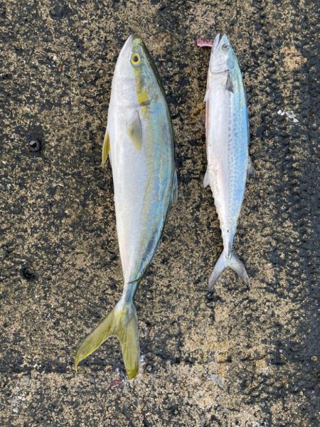 メジロ・サゴシ