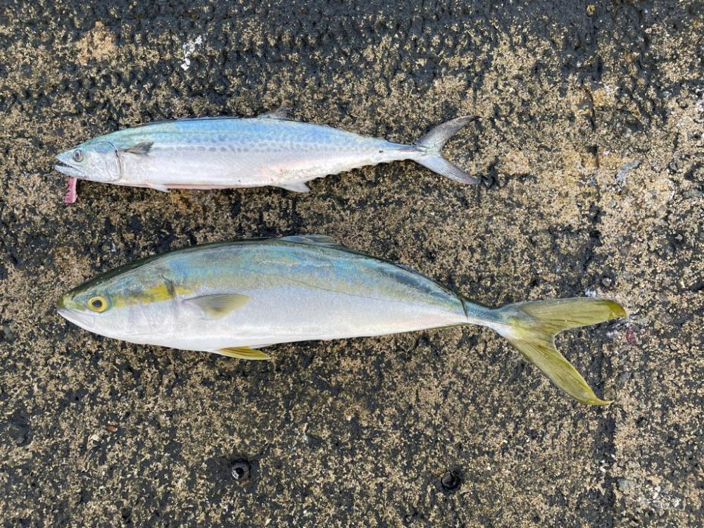 メジロ・サゴシ