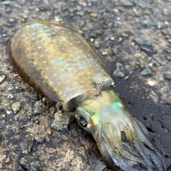 今年初エギング