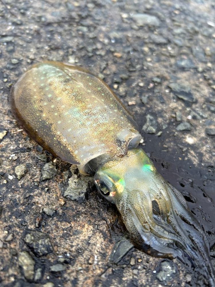 今年初エギング
