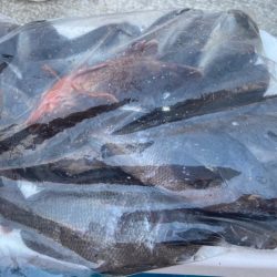 ちょい投げシロギスタの激シブキス