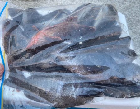 ちょい投げシロギスタの激シブキス