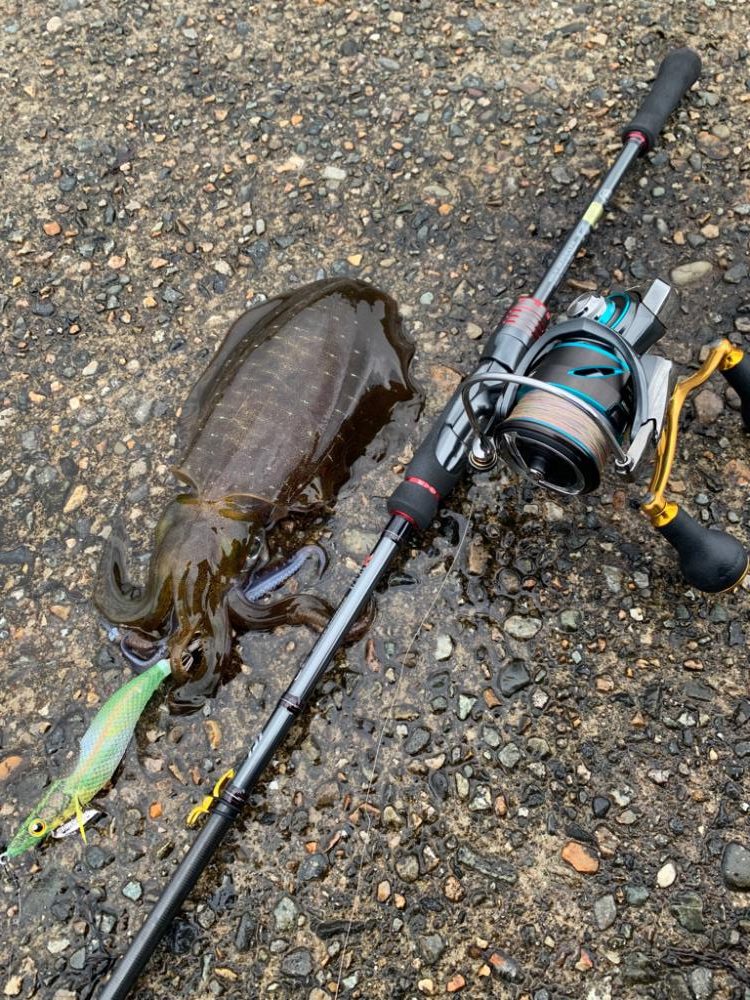 難しいパターンを攻略し切れないエギング