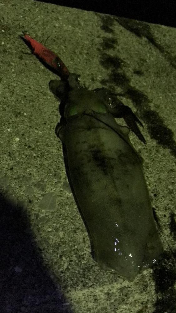 愛媛エギング爆釣！