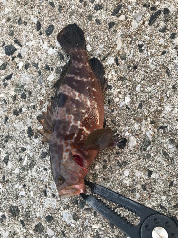 昼間からのアジング釣行にて….キジハタとは….