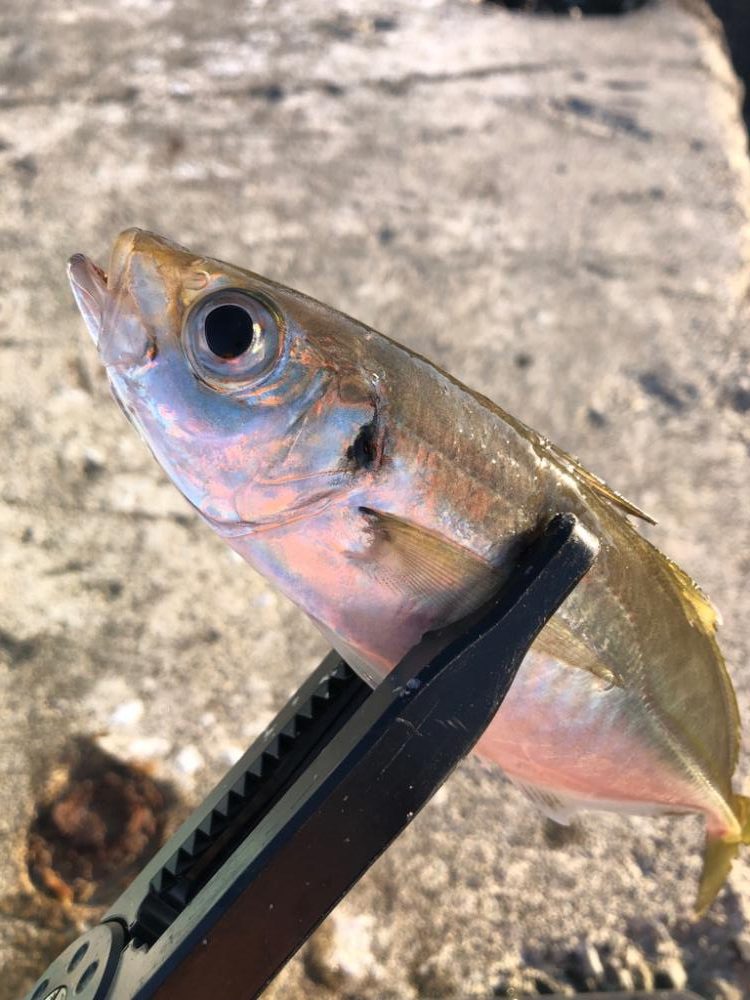 朝マズメの時合のみ