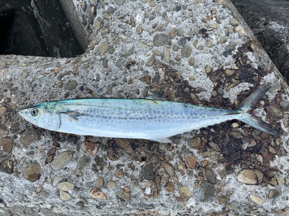 ジャックアイマキマキ サゴシスペシャル ブルピン青夜光ゼブラ