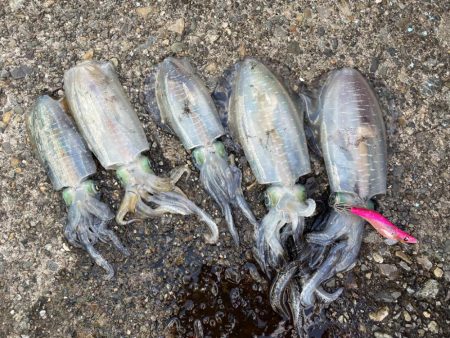 10/1口開けアオリイカに