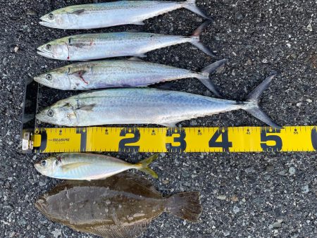 自身初釣果‼️…