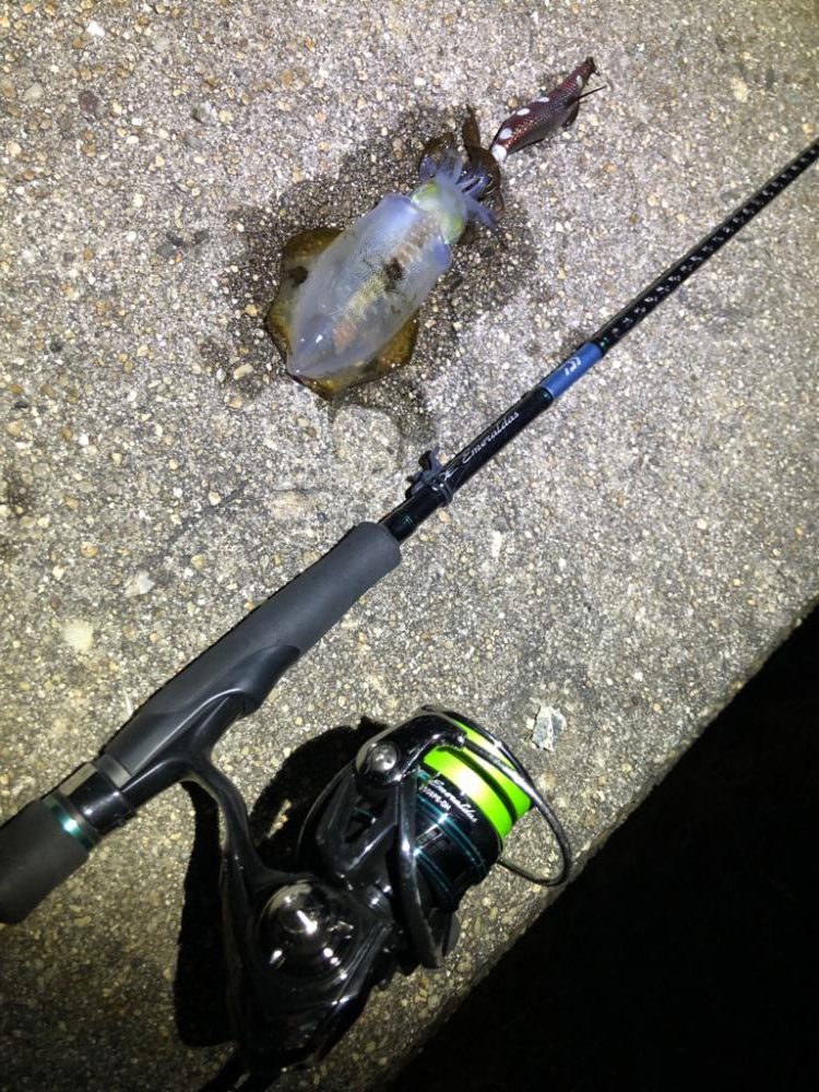 夜しか難しいのかも