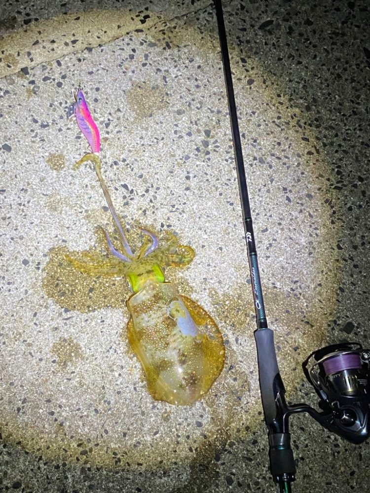 鳥取エギング21杯　