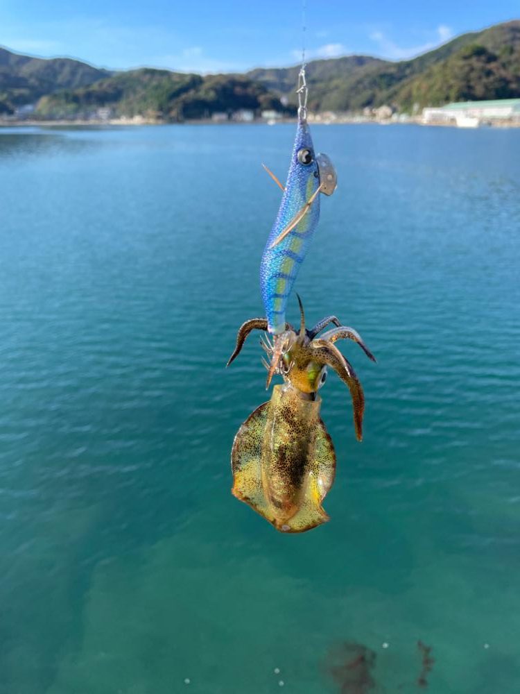 秋イカ終盤いいサイズ