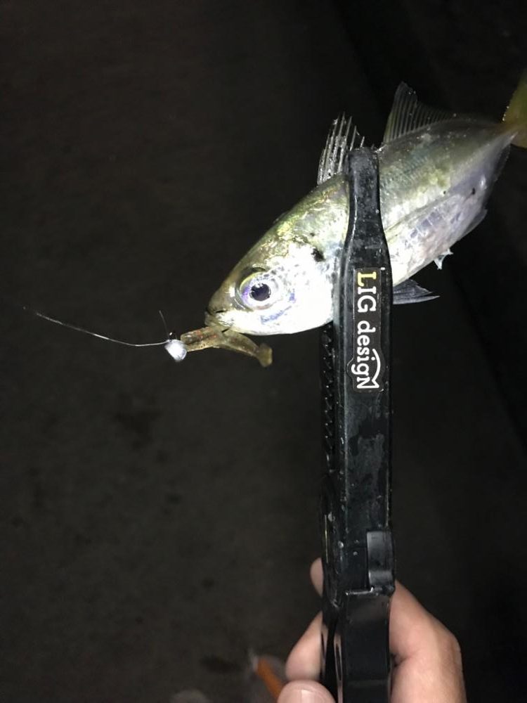 水道エリアのアジング