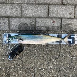 降雨影響なせいか。ワンチャンのみ。。