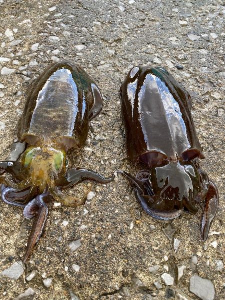 エギング２日目