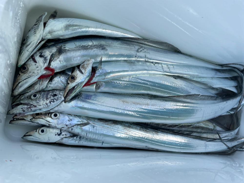 須磨沖タチウオジギング