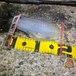 ナイトエギング　タコには注意σ(^_^;)…