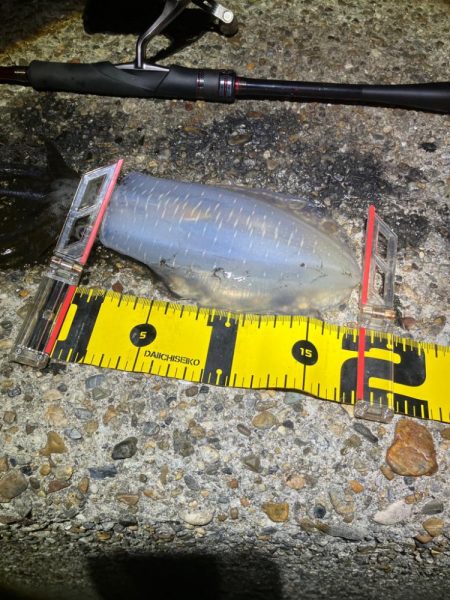 ナイトエギング　タコには注意σ(^_^;)…