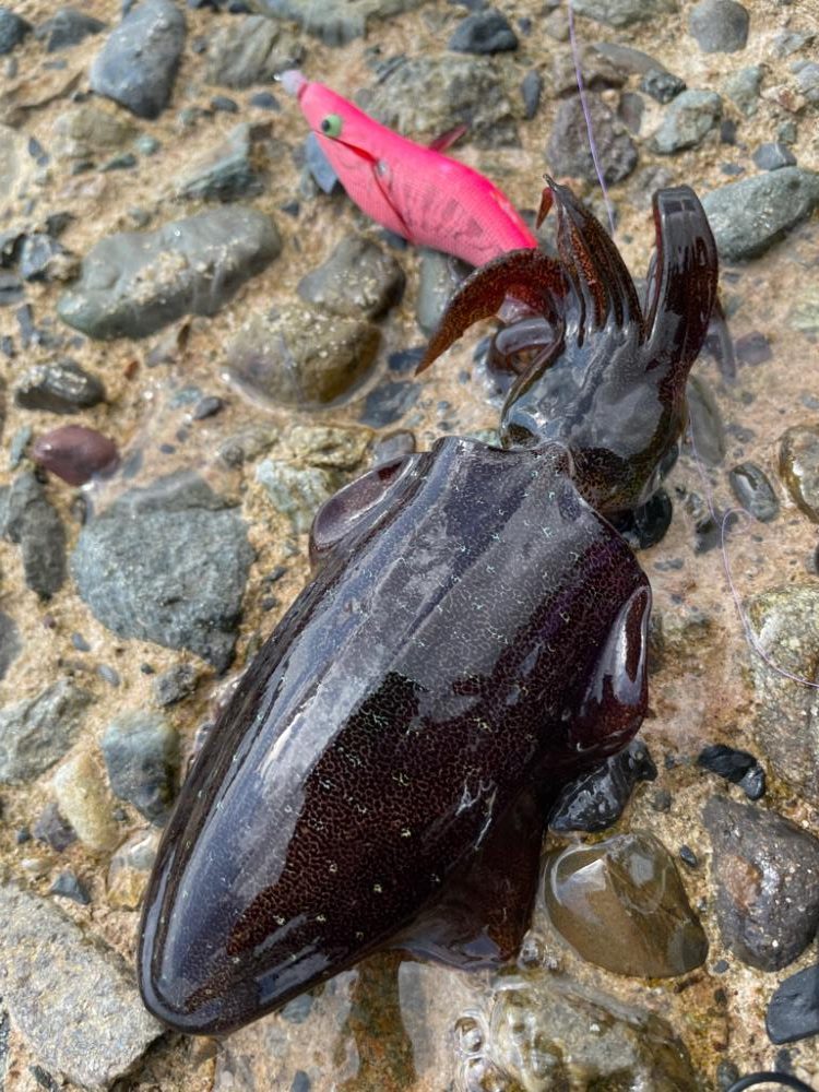 ランガンあるのみ