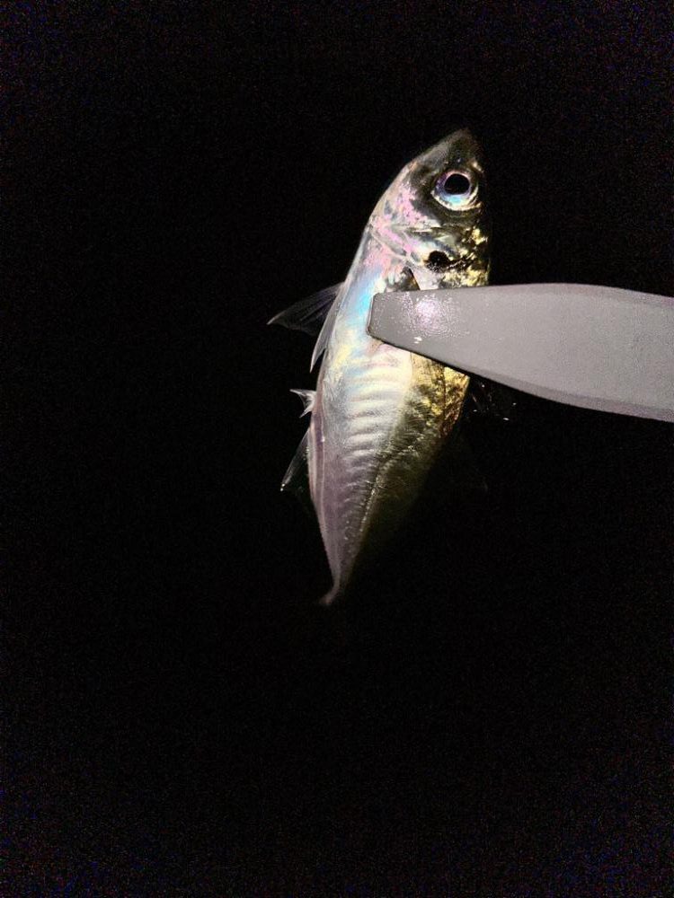 久々フロートアジング