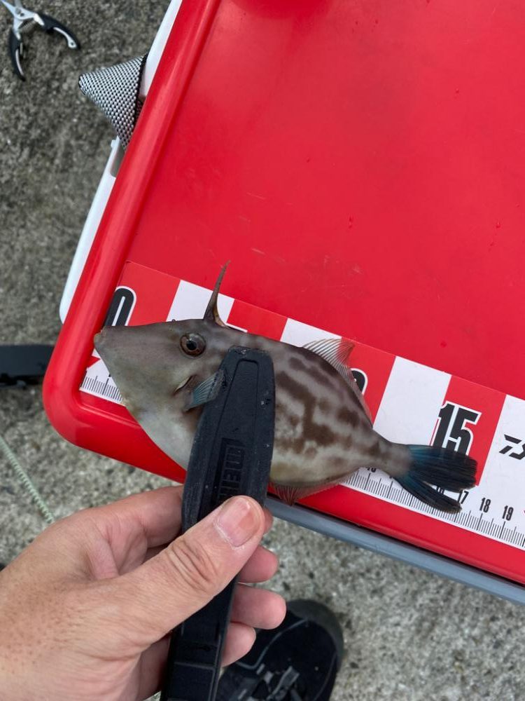 ショアジギとカワハギ釣り