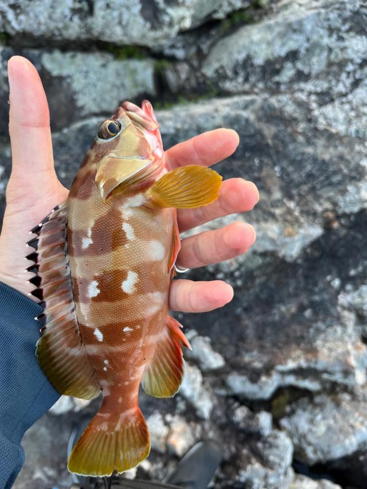 秋の尾鷲根魚釣り