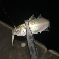 2日連チャン釣行でまた五目釣り♪